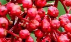 花椒视频,揭秘短视频平台的魅力与挑战